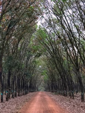 Dong Nai 'de kauçuk ağacı değiştirme mevsimi