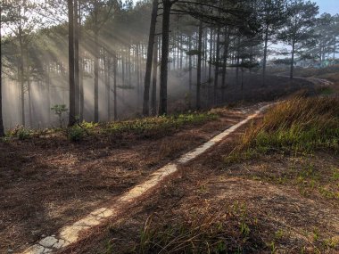Erken güneş çiy ışığında ışıldar.