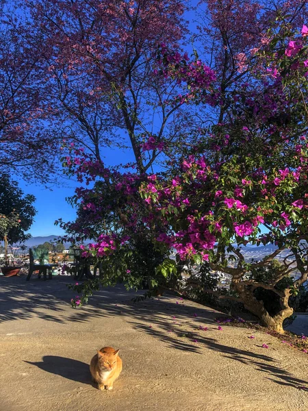 Gato Está Tomando Sol Sob Árvore Damasco Cereja — Fotografia de Stock