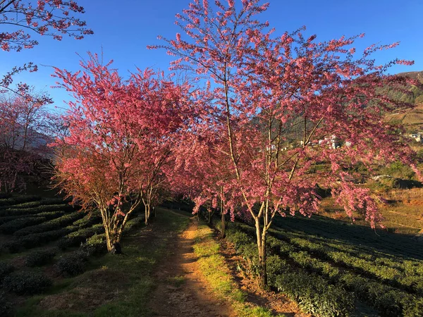 Amanhã Ele Está Colina Chá Sapa Oolong — Fotografia de Stock