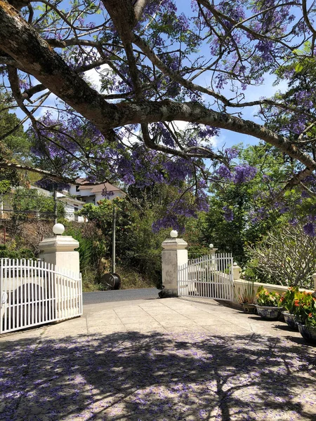 Purple phoenix — Stock Photo, Image