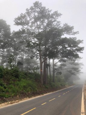 Sabahın erken saatlerinde çam ormanlarında ve yollarda çiy taneleri