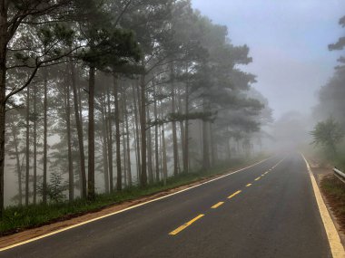 Sabahın erken saatlerinde çam ormanlarında ve yollarda çiy taneleri