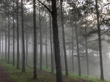 Sabahın erken saatlerinde çam ormanlarında ve yollarda çiy taneleri