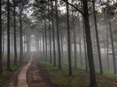 Sabahın erken saatlerinde çam ormanlarında ve yollarda çiy taneleri