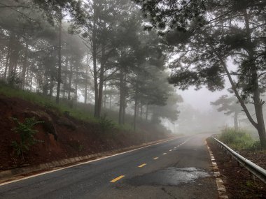 Sabahın erken saatlerinde çam ormanlarında ve yollarda çiy taneleri