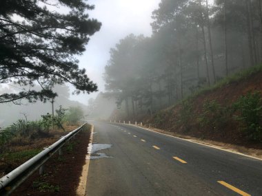 Sabahın erken saatlerinde çam ormanlarında ve yollarda çiy taneleri
