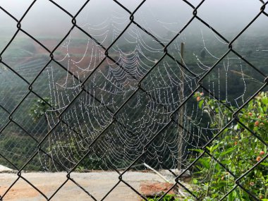 Sabahın erken saatlerinde çam ormanlarında ve yollarda çiy taneleri