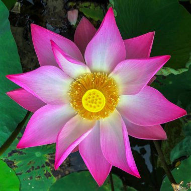 Nilüfer çiçeğinin saf güzelliği