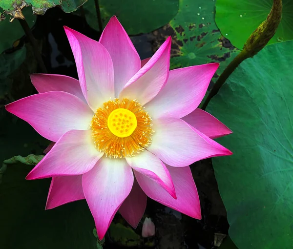 Pure Beauty Lotus Flower — Stock Photo, Image