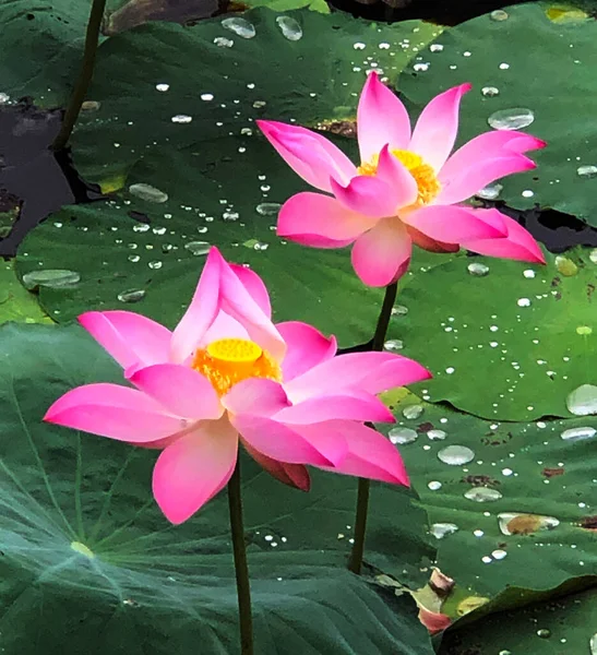 Zuivere Schoonheid Van Lotusbloem — Stockfoto
