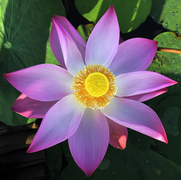 Pure Beauty Lotus Flower — Stock Photo, Image