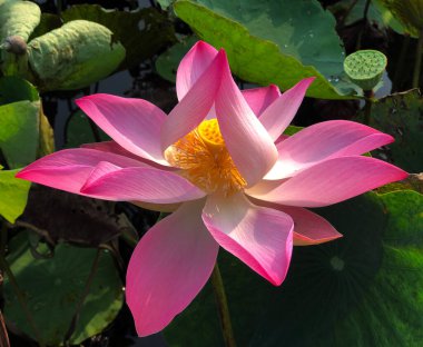 Nilüfer çiçeğinin saf güzelliği