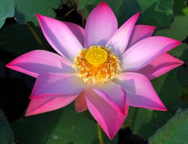 Nilüfer çiçeğinin saf güzelliği