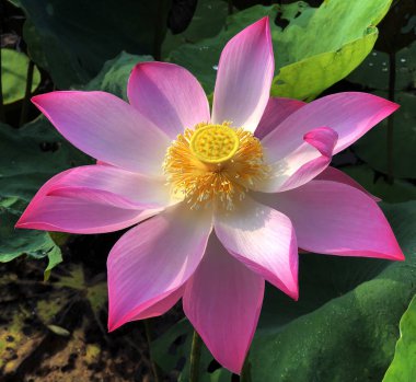 Nilüfer çiçeğinin saf güzelliği