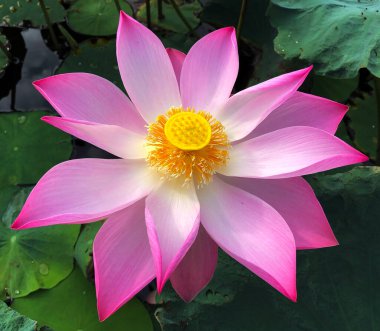 Nilüfer çiçeğinin saf güzelliği