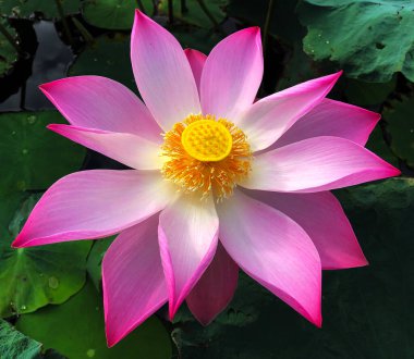 Nilüfer çiçeğinin saf güzelliği