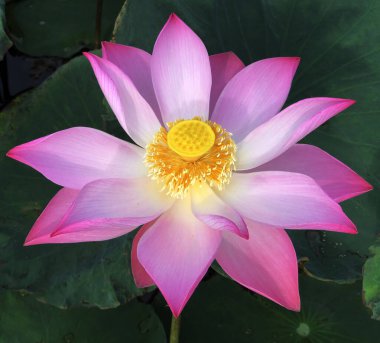 Nilüfer çiçeğinin saf güzelliği