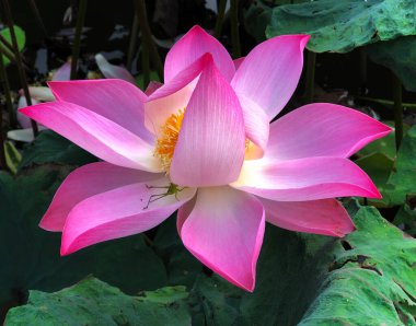 Nilüfer çiçeğinin saf güzelliği