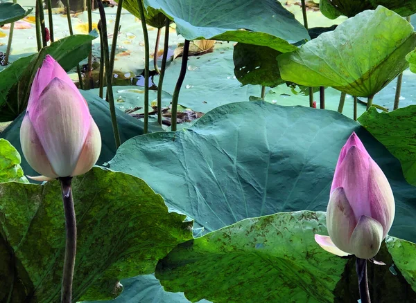 the pure beauty of the lotus flower