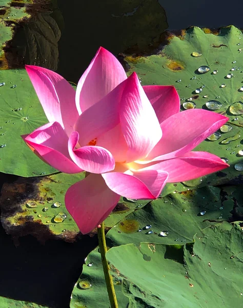 Pure Beauty Lotus Flower — Stock Photo, Image