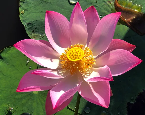 the pure beauty of the lotus flower