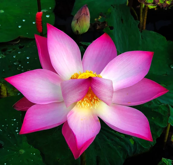 the pure beauty of the lotus flower