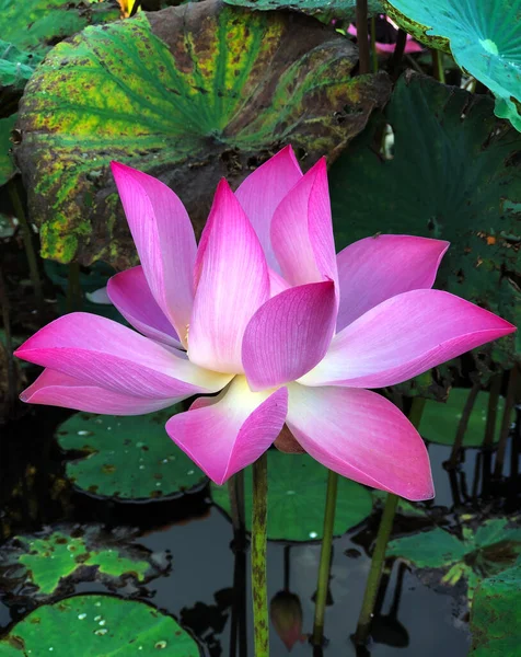 Pure Beauty Lotus Flower — Stock Photo, Image