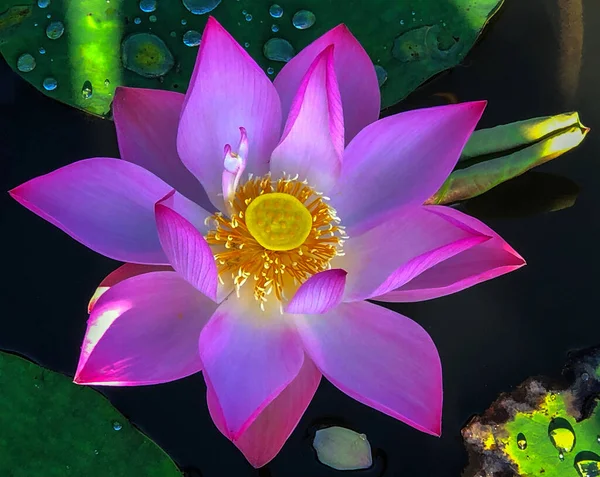 Pure Beauty Lotus Flower — Stock Photo, Image
