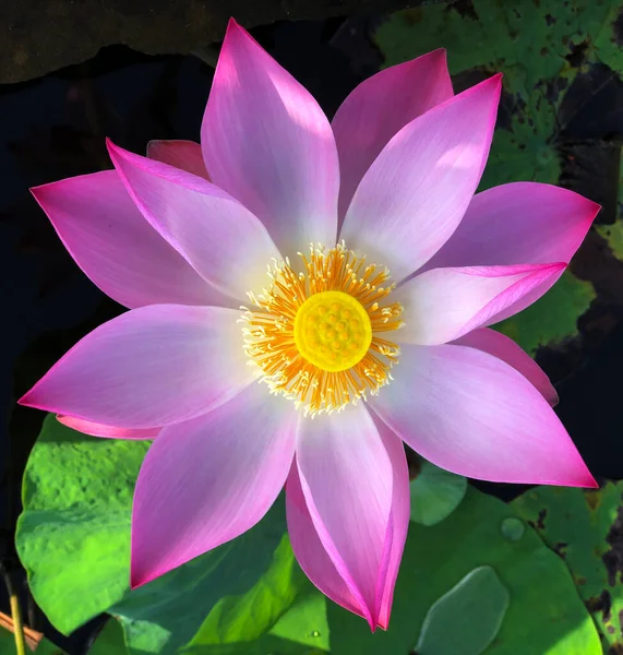 the pure beauty of the lotus flower