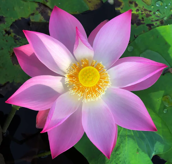 Pure Beauty Lotus Flower — Stock Photo, Image