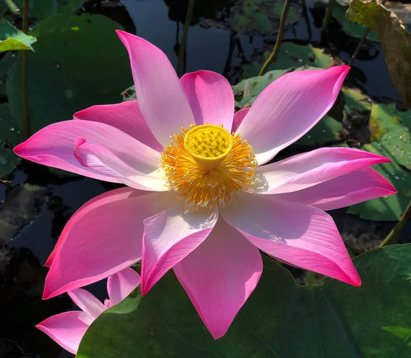 Belleza Pura Flor Loto — Foto de Stock