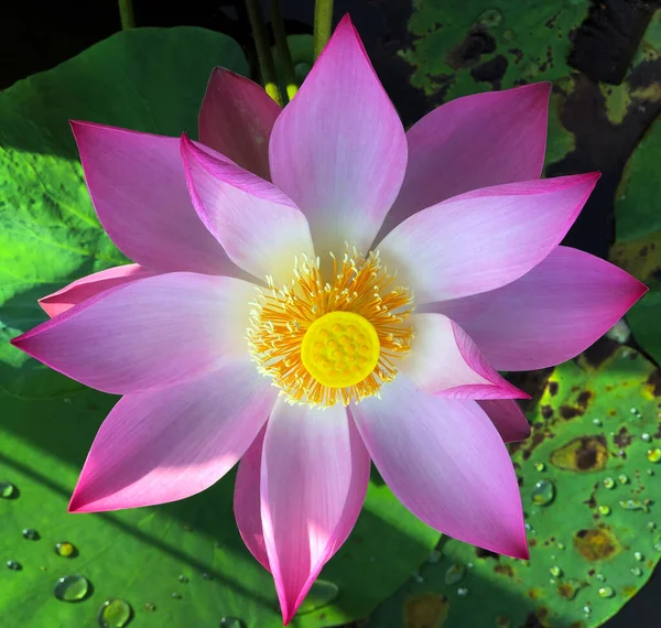 Чистая Красота Цветка Лотоса — стоковое фото