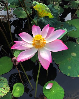 Nilüfer çiçeğinin saf güzelliği