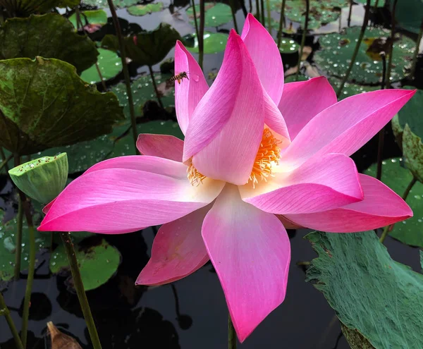 the pure beauty of the lotus flower