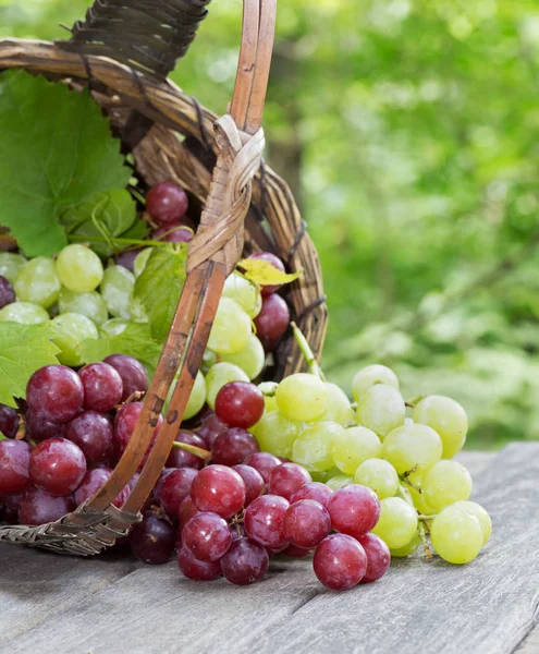 Fresh Red Green Grapes Spilled Basket Rustic Wooden Table — Stock Photo, Image