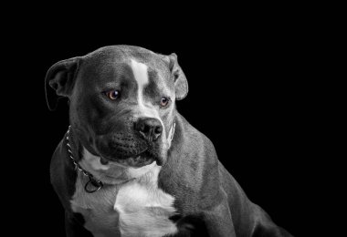 Siyah beyaz portre siyah bir arka plan üzerinde izole bir Amerikan zorba köpek