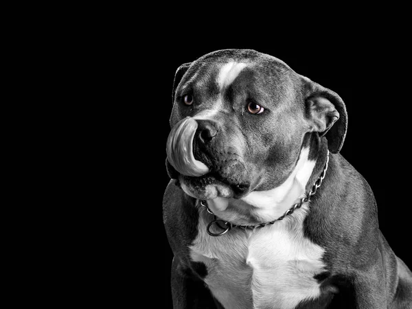 黒の背景に分離されたアメリカいじめ犬の黒と白の肖像画 — ストック写真