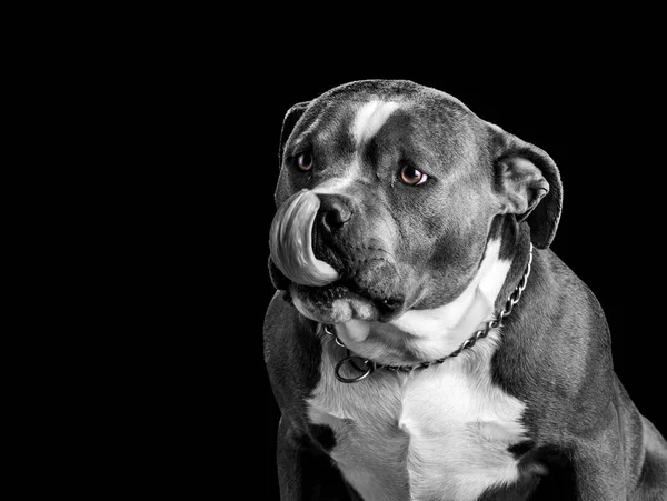 Retrato Preto Branco Cão Bully Americano Isolado Fundo Preto — Fotografia de Stock