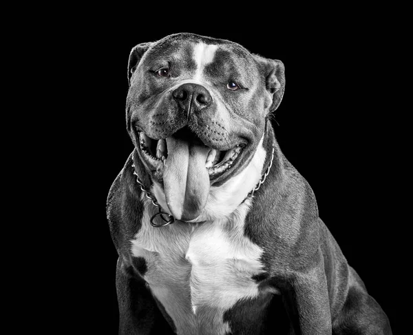 Black White Portrait American Bully Dog Isolated Black Background — Stock Photo, Image