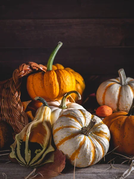 Cornucopia con mini zucche — Foto Stock