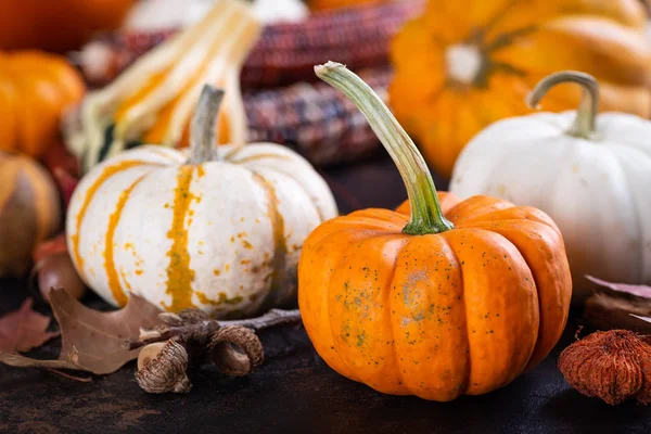 Választék a mini Pumpkins, squash és a kukorica — Stock Fotó