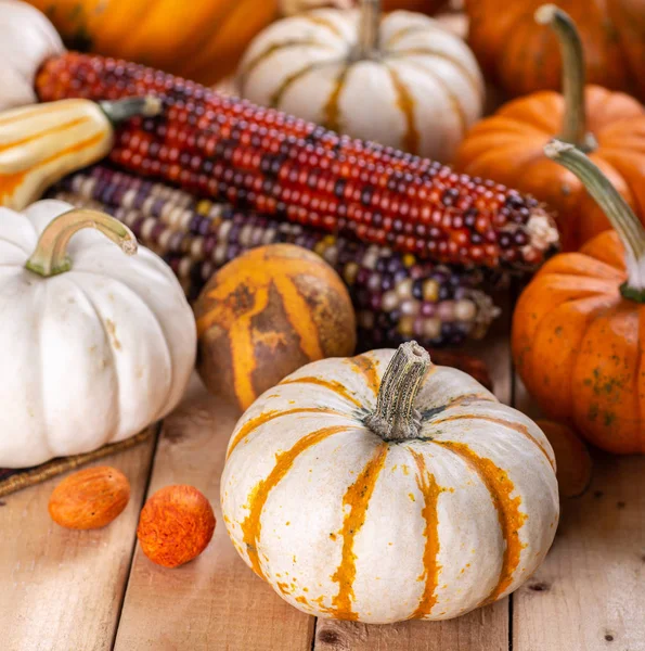 Jesień martwa żywotność dyni i kukurydzy — Zdjęcie stockowe