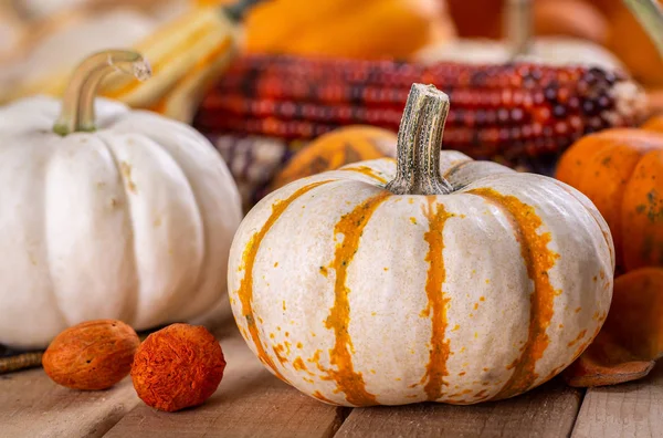 Outono Natureza morta de abóboras e milho — Fotografia de Stock