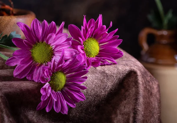 Три Фіолетові Ромашки Коричневій Тканині Темному Тлі — стокове фото