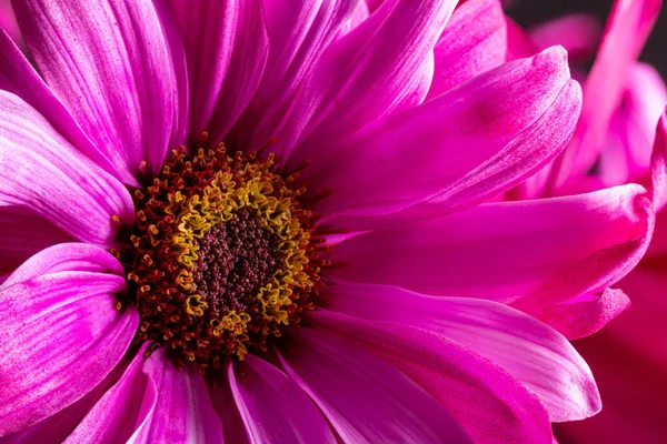 一朵美丽的粉红色菊花的宏观照片 — 图库照片