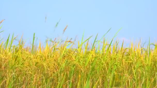 Slow Motion Ris Paddy Stem Tree Blåsigt Risfält Blå Himmel — Stockvideo