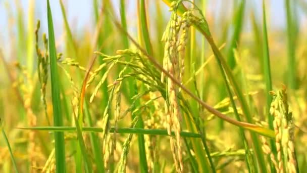 Lassított Rizs Paddy Ősfa Szeles Rizs Területén Biogazdálkodás Mezőgazdaság — Stock videók