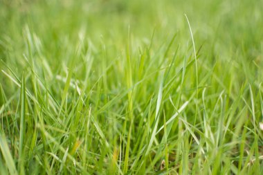 mükemmel yeşil çimen.