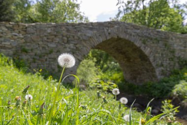 Beyaz karahindiba ve eski taş köprü Olchowiec, Beskid Niski, Polonya